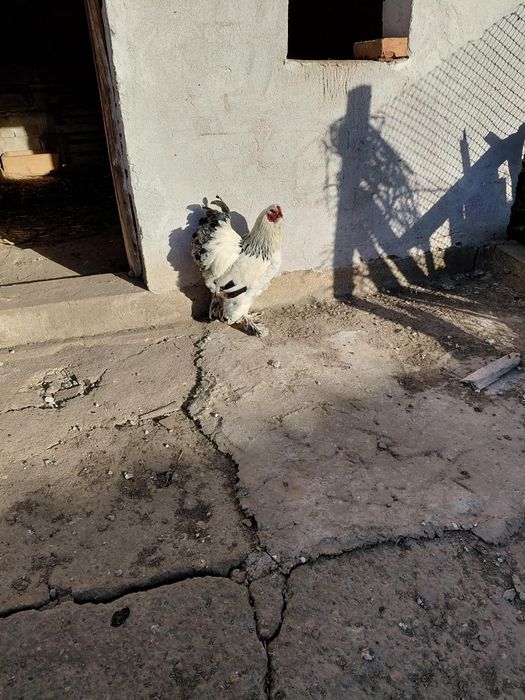 Петел немска брама