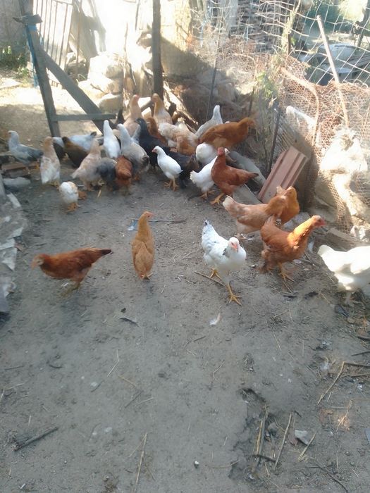 Cocoși și puici,  găini de vânzare