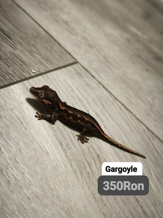 Soparla Gecko Gargoyle