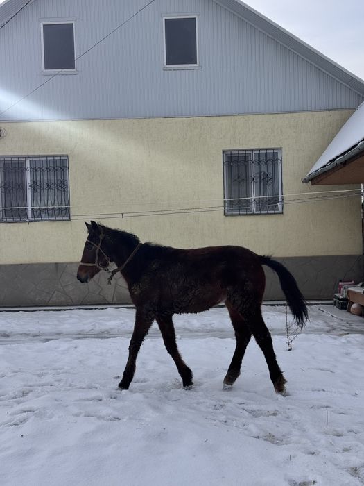 еркек тай сатылады