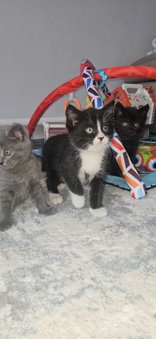 Отдам котят 2 месяца