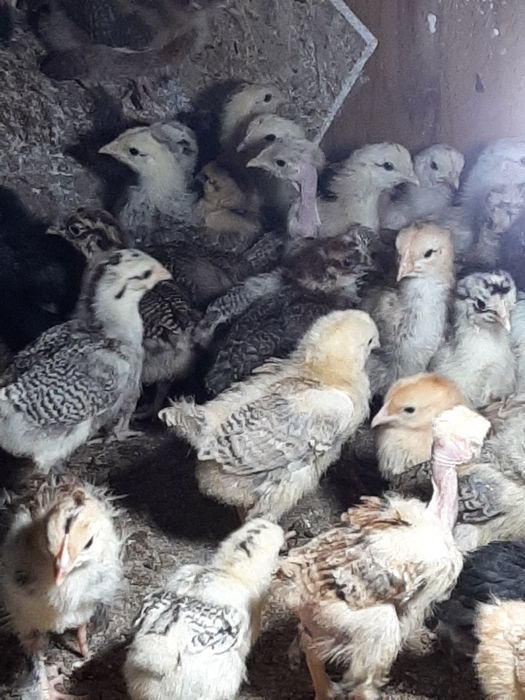 Vând pui de găină țărănești