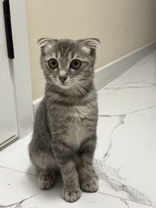 Шотландская вислоуха кошка