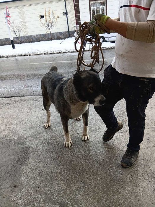 Алабай тоза зотдор