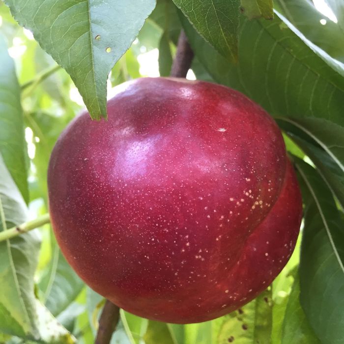 Nectarin (Soiul Venus )