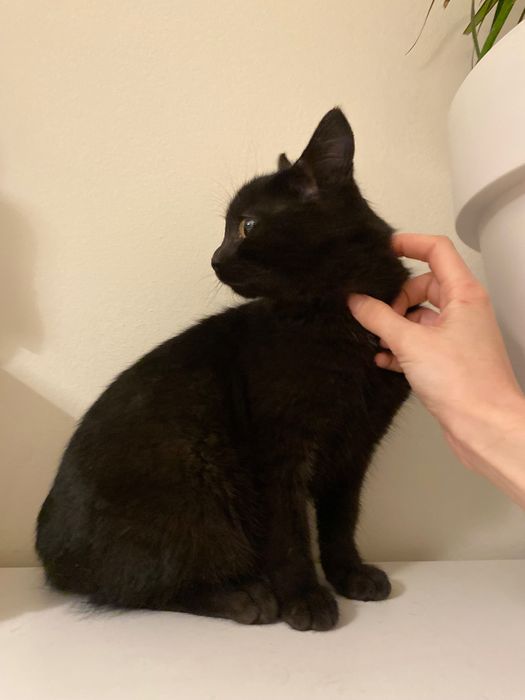 Котенце момче 5 мес