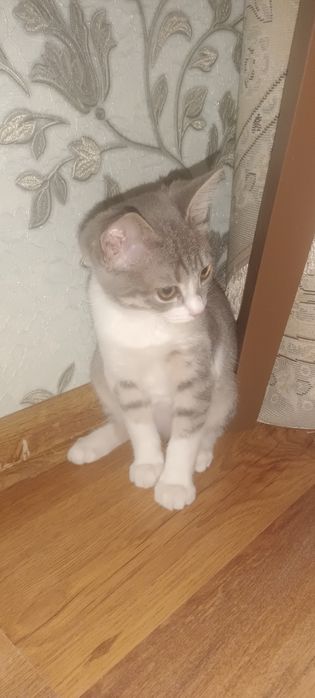 Отдаем котенка в хорошие руки