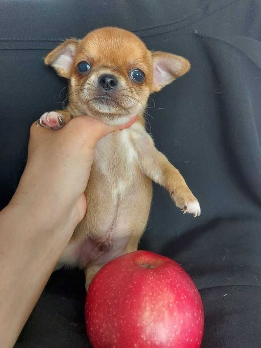 Продаю щенков чихуахуа