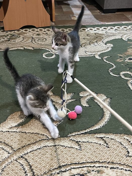 Отдам котят в хорошие руки!!!
