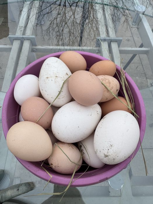 Oua australorp,brahma,kabir