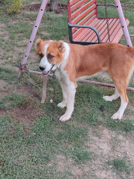 Қазақы төбет иттер