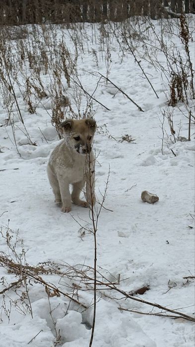 Щенки  девочки 4 шт