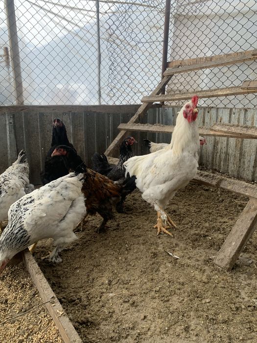 Прадается куры петушки