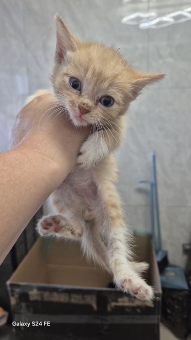 Дарю милых котят