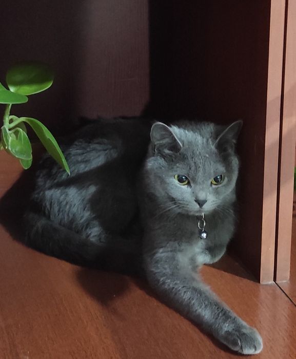 Шотланская  скоттиш страйт продается