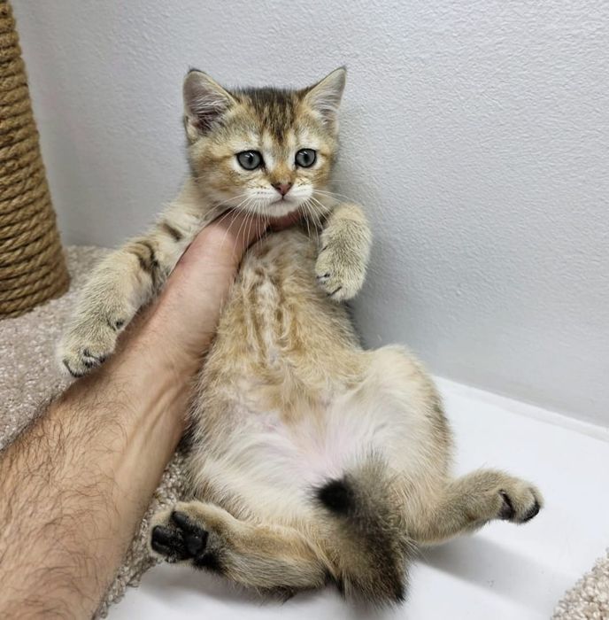 Шотландские котята