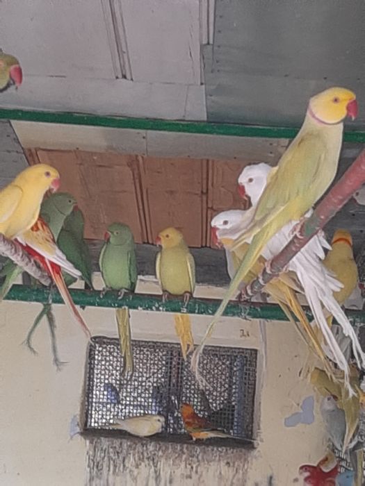 Papagali Micul Alexandar