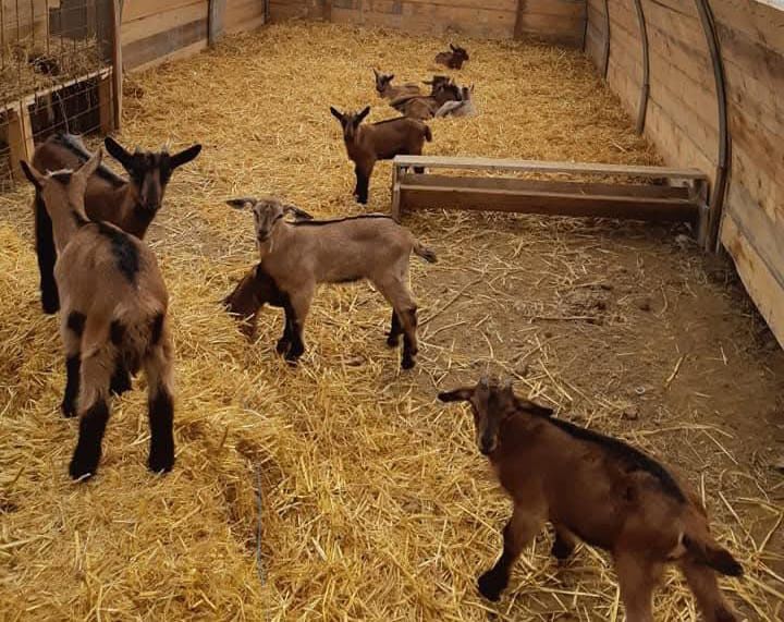 Iezi și iedite rasa  sannen și rasa Alpin Franceză