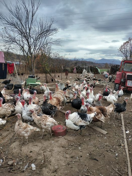Vând curci de casă fără concentrate