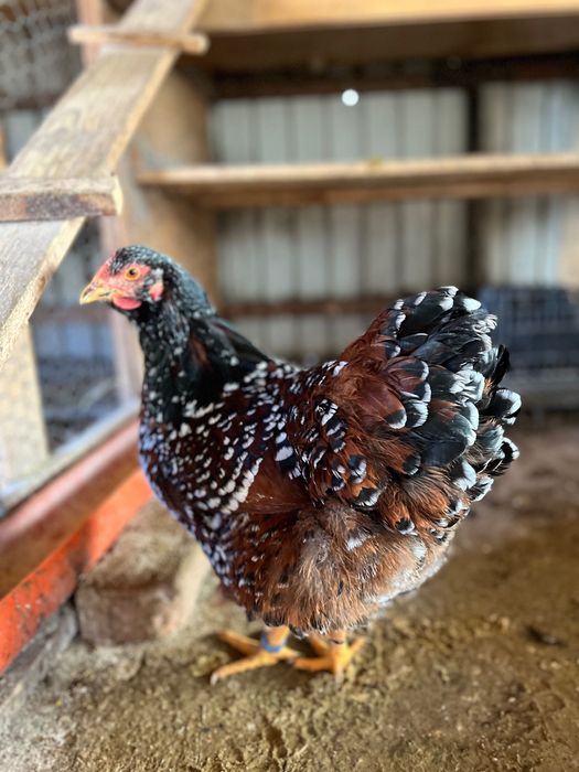 Oua Wyandotte Wiandotte Portelan precomenzi trimit in tara