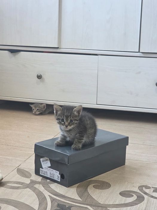 Котята бесплатно