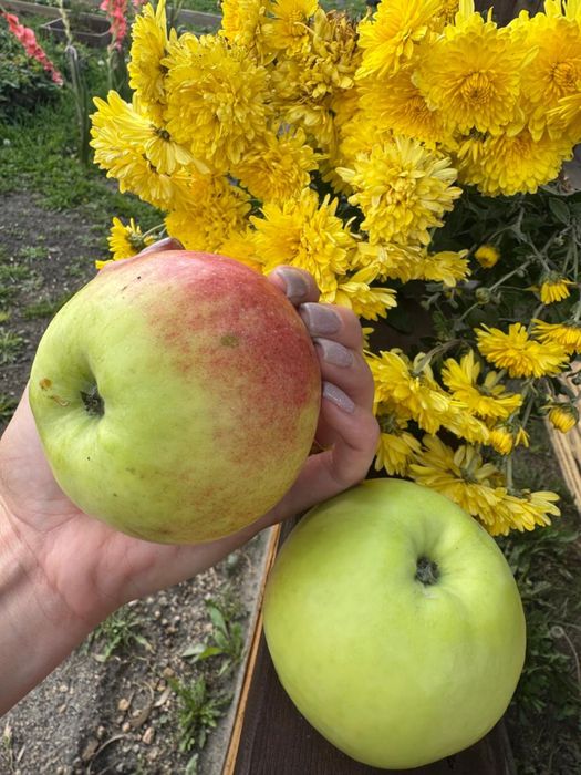 Продам дачу д/о Каштан