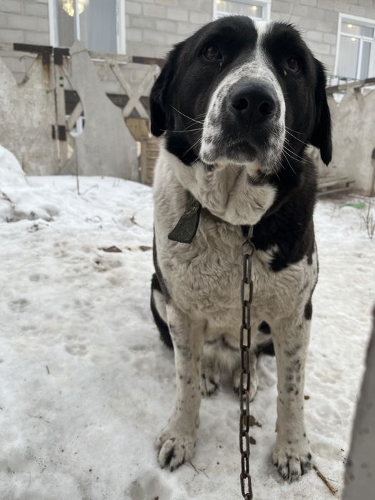 Продам тобет, девочка