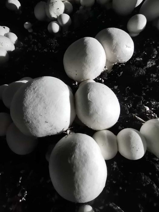 Ciuperci Champignon Albe Direct De La Producator