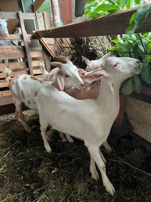 Animale domestice