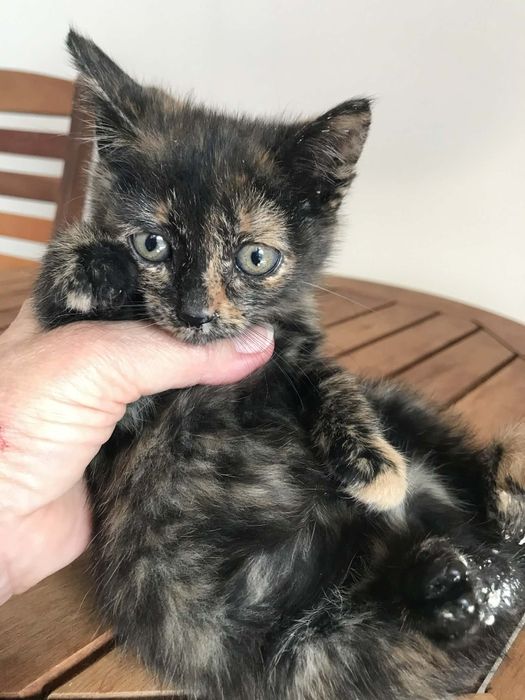 подаряват се котенца