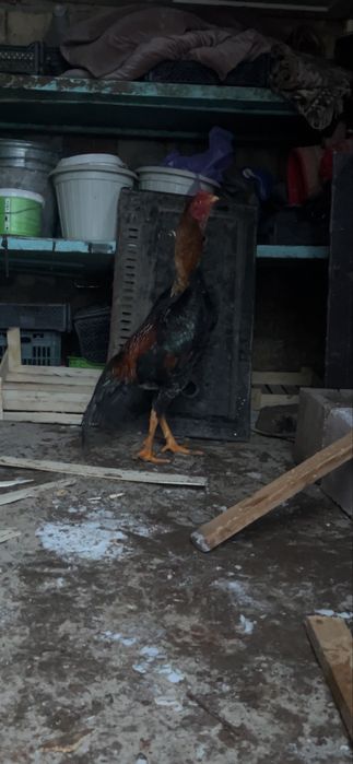 Продаю апрелский жужа