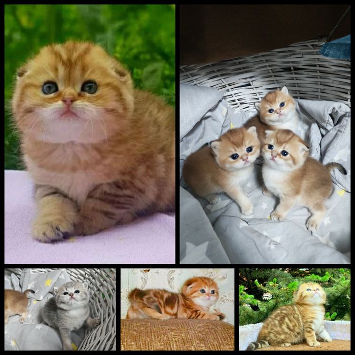 Шикарные котята от правильной вязки