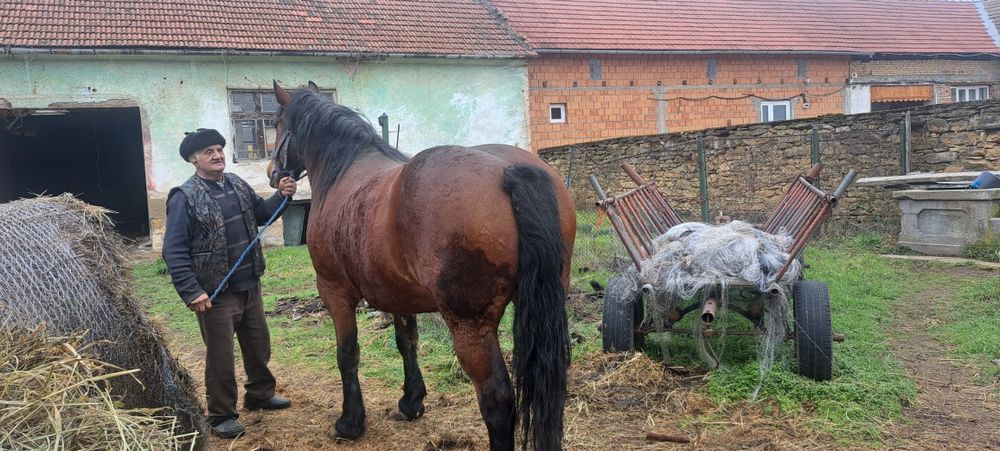 iapă de 6 ani forte cuminte