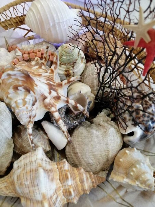 набор ракушек из Греции