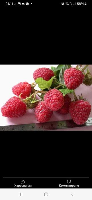 Разсад ягоди и малини