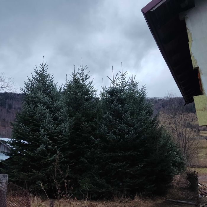 Brad caucazian  pom de Crăciun