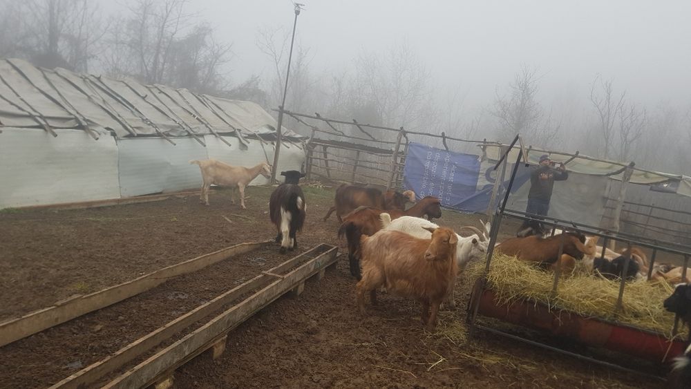 Vand capre mai multe detali la numărul de telefon