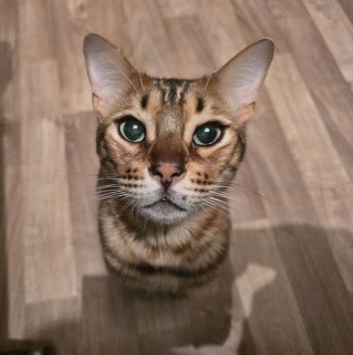 Бенгальский кот, породистый