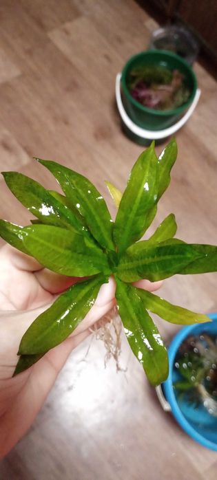 Эхинадорус тропика (детка)