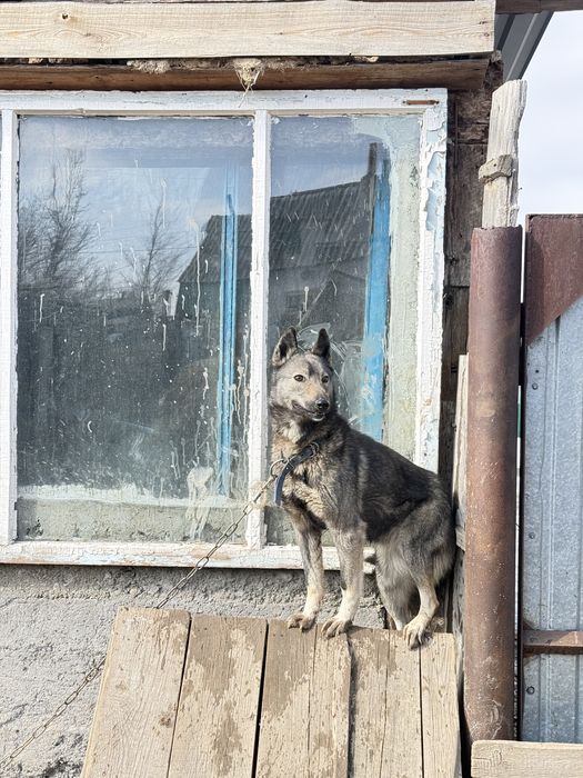 чистокровный лайка.        .