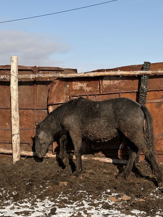Продам айгыр полутяж