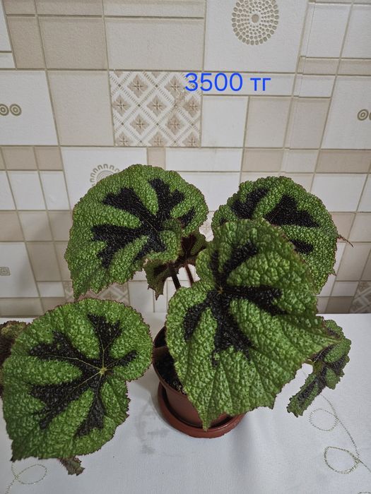 Обалденная бегония