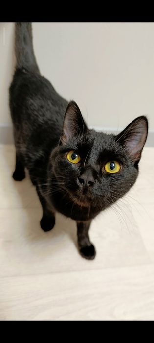 Котята (мальчики)