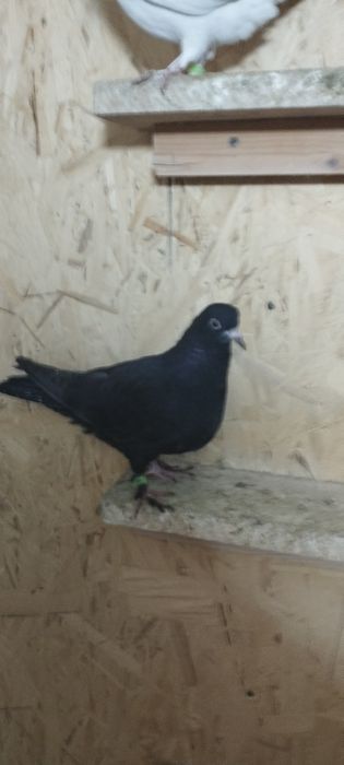 Продам молдых голубей