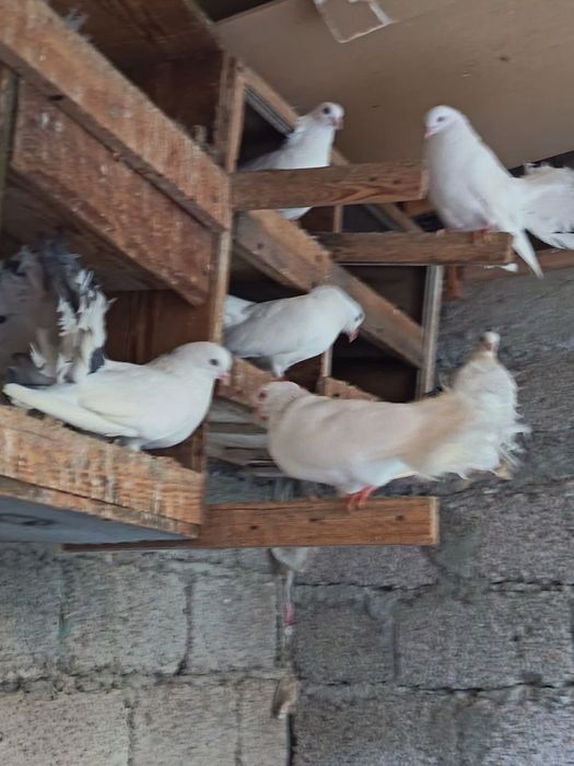 Продаётся голуби