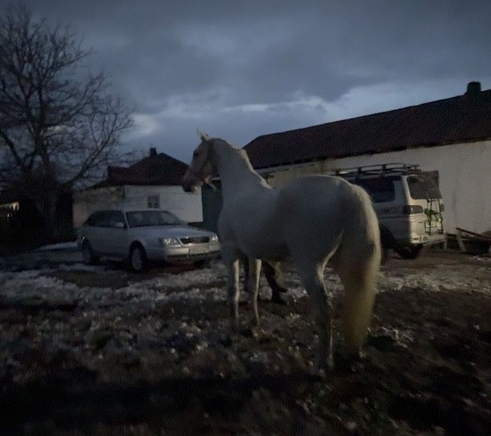 Продам Орловскую Кобылу