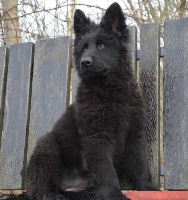 Продаются щенки овчарка немецкая