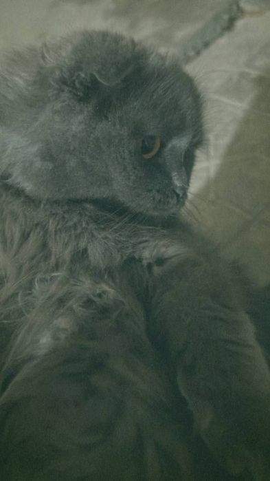 Скоттиш Фолд 1 ярим ёшда
