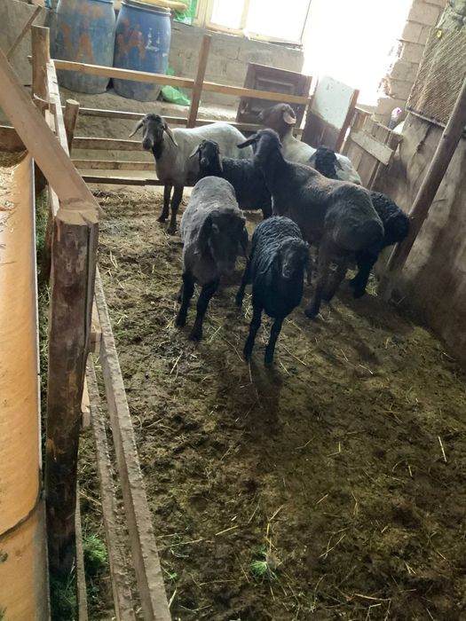 Куйлар сотилад келишилган народа дехкончилиг куйлар сифати ало йош куй