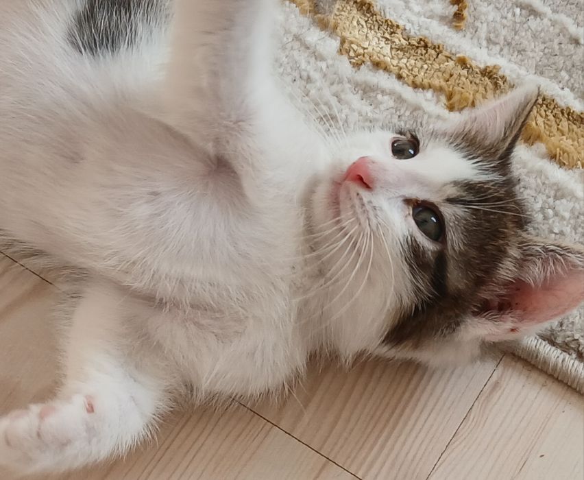 Отдам в дар в добрые руки
